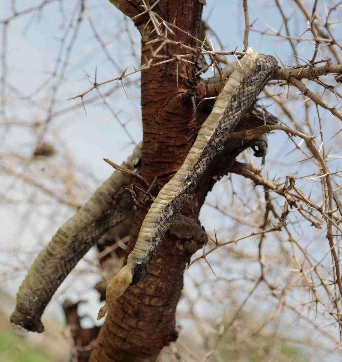 Because of superstition, people in South Sudan put dead snakes in trees after killing them, as they believe they may otherwise come back to life. But one of the most common snakes, the Puff Adder is never killed, as it veneered for religious reasons.