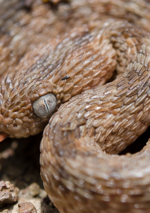 Echis ocellatus is a venomous viper species endemic to West Africa.