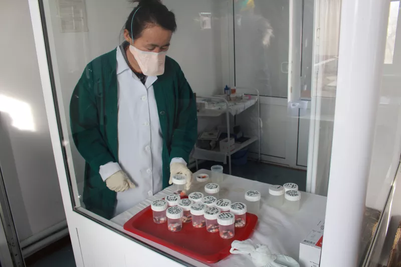 A nurse prepares daily doses for DR TB patients in Chimbay district, Uzbekistan.