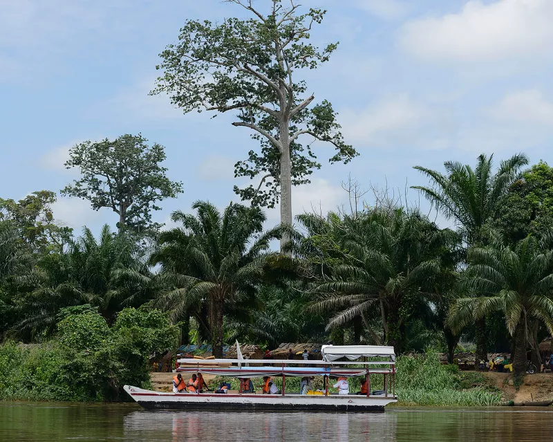 MSF-Epicentre with OCP decided to launch a universal treatment with azithromycin that can eradicate this illness among Aboriginal people (Pygmies) in the Bétou and Enyellé districts. During two months (in september and october 2012), three MSF teams have traveled on the Ubangi River, which separates the two Congos and trails through the rainforest. 