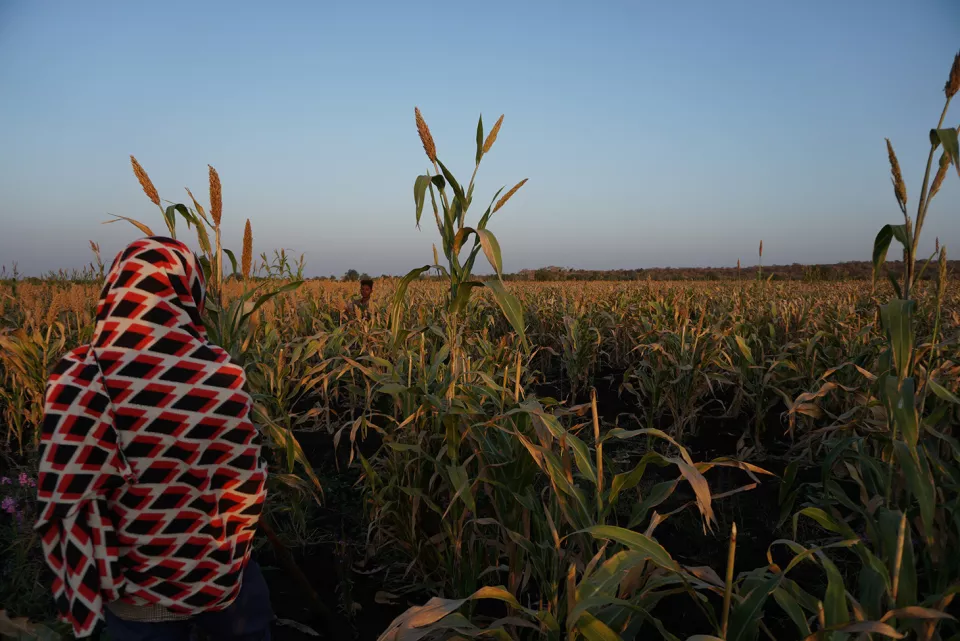 In the early morning in a sorghum field about 30-minute-drive by car from Abdurafi town. A group of migrant workers harvest sorghum. 
