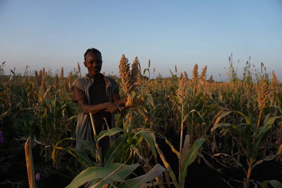 In the early morning in a sorghum field about 30-minute-drive by car from Abdurafi town. A group of migrant workers harvest sorghum.