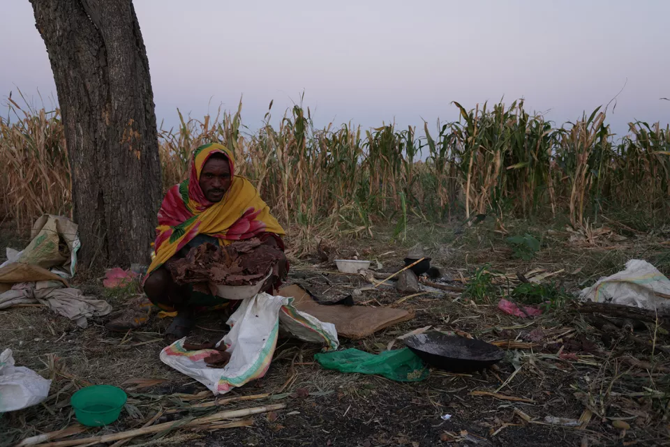 In the early morning in a sorghum field about 30-minute-drive by car from Abdurafi town. Afework Meseret is a 35 years old migrant worker from Gonder a town in Amhara region of Ethiopia.