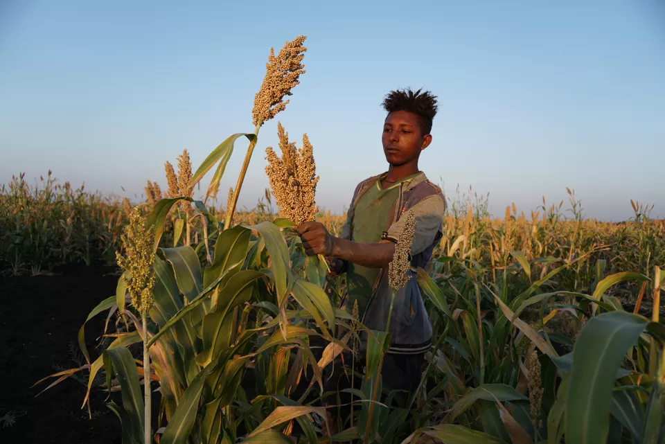 In the early morning in a sorghum field about 30-minute-drive by car from Abdurafi town. A group of migrant workers harvest sorghum.