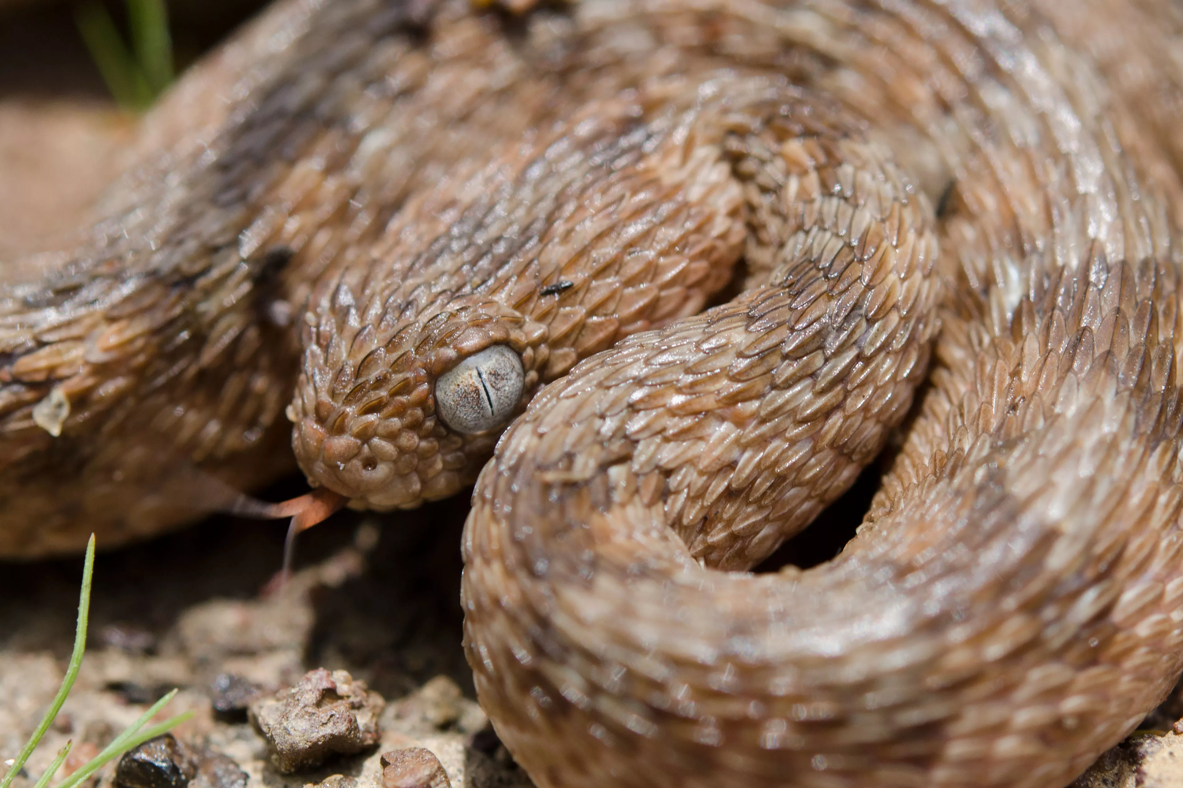 Echis ocellatus is a venomous viper species endemic to West Africa.