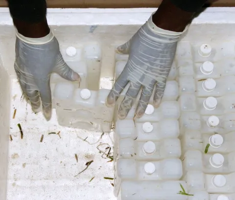 Vaccines kept at the appropriate temperature